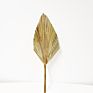 Flora Sell Dried Flower Dried Palm Leaves for Wedding Decoration