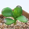 Price the Newest Artificial Succulent Plants Arrangement Faux Mini Cactus Succulents