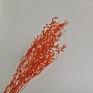 Yunnan the Most Popular Preserved Dried Italian Bleached Ruscus Leaves for Wedding Home Decoration