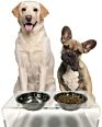 Acrylic Pet Feeder Stand