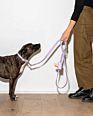 Biodegradable Printed Dog Poop Bags, Poop Bag Holder Pet Waste Bags for Dog Poop