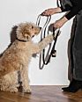 Green Biodegradable Dog Poop Bag,Waterproof Pet Dog Poop Bag Holder Leash Dog Poop Dispenser