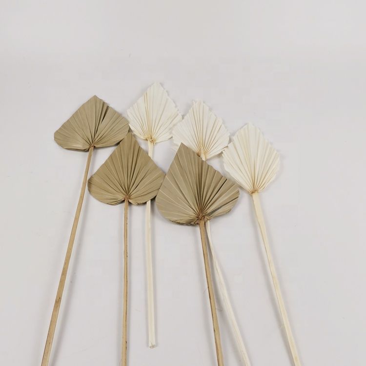 Popular Natural Dried Palm Leaves for Neutral House Decoration