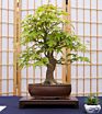 Japanese Maple Tree Seed Bonsai Grow Kit