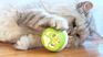 Cat Flash Ball