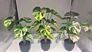 Real Touch Small Potted Monstera Variegated Plant Artificial Tree and Plant