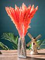 Ins Most Popular Decoration Dried Flowers Pampas Grass Black Pampas for Home or Weddings Decoration