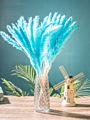 Ins Most Popular Decoration Dried Flowers Pampas Grass Black Pampas for Home or Weddings Decoration