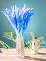 Ins Most Popular Decoration Dried Flowers Pampas Grass Black Pampas for Home or Weddings Decoration