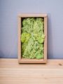 Stabilized Preserved Lichen Reindeer Moss for Decoration Flower Wall Preserved Natural Moss