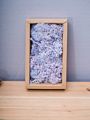 Stabilized Preserved Lichen Reindeer Moss for Decoration Flower Wall Preserved Natural Moss
