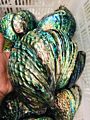 Natural Large Seashell Paua Carved Abalone Shell