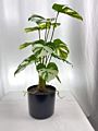 Real Touch Small Potted Monstera Variegated Plant Artificial Tree and Plant