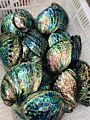 Natural Large Seashell Paua Carved Abalone Shell