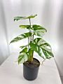 Real Touch Small Potted Monstera Variegated Plant Artificial Tree and Plant