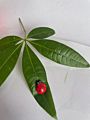accessories moving ladybug