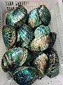 Natural Large Seashell Paua Carved Abalone Shell