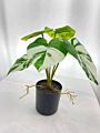 Real Touch Small Potted Monstera Variegated Plant Artificial Tree and Plant