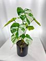 Real Touch Small Potted Monstera Variegated Plant Artificial Tree and Plant