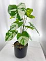 Real Touch Small Potted Monstera Variegated Plant Artificial Tree and Plant