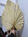 Wild Autumn Palm Tree Natural Color Dried Palm Leaves for Wedding Decoration Home Decoration