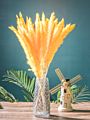 Ins Most Popular Decoration Dried Flowers Pampas Grass Black Pampas for Home or Weddings Decoration