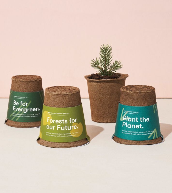 Blue Spruce American Sycamore Loblolly Pine 100% Biodegradable Cow Manure Pot Non-Gmo Seeds One Tree Growing Kits