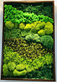 Preserved Moss