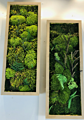 Preserved Moss