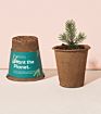 Blue Spruce American Sycamore Loblolly Pine 100% Biodegradable Cow Manure Pot Non-Gmo Seeds One Tree Growing Kits