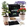 Diy Indoor Bonsai Tree Starter Kit with 4 Seeds Types Includes Seed Pot Peat Soil for Kids and Adult Crafts