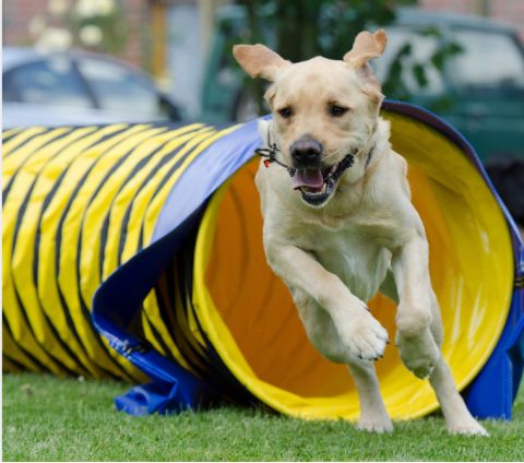 Air Duct Dog Tunnel, Sell Dog Tunnel for Training Game