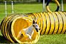 Air Duct Dog Tunnel, Sell Dog Tunnel for Training Game