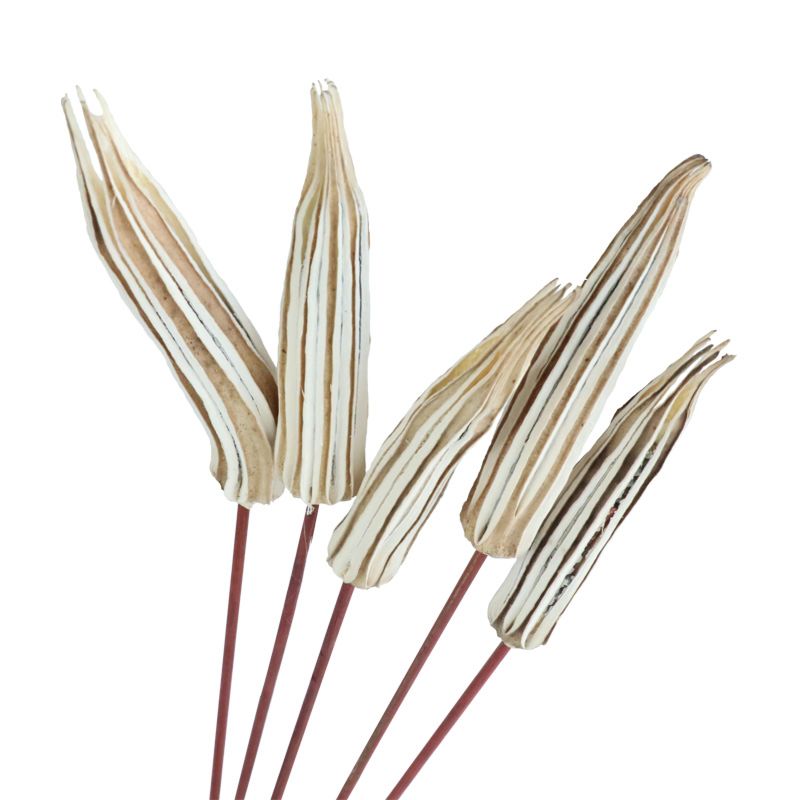Dried Artificial Flower Okra Use Natural Bouquet Warm Preserved Long Lasting for Diy Wedding Colorful Decorative Flower