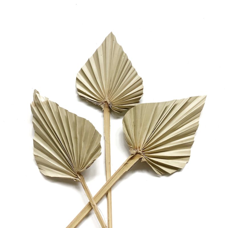 Flora Sell Dried Flower Dried Palm Leaves for Wedding Decoration
