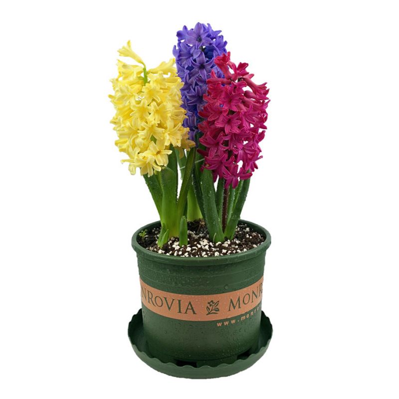 Flower Bulbs Nature Plant Hyacinth Flowers Seed Planting for Selling&Decoration