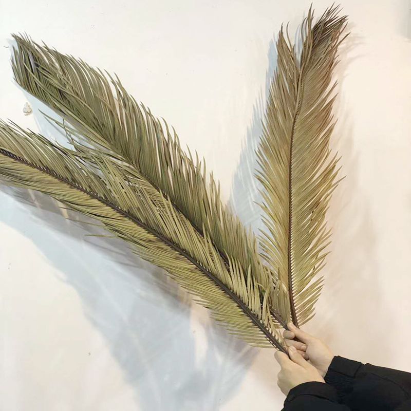 Iron Leaves Sago Cycas Leaf Natural Dried Folium Cycas