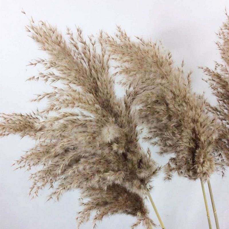 Pampas Grass Dry Flower Bunch for Vase Home Boho Decor Floral Arrangements Large Pampas Grass