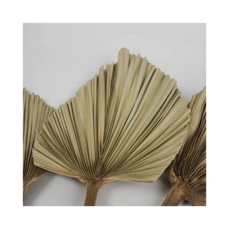 Products Outlet Palm Leaves Flowers Natural Dried Palm Leave for Wedding Home Decoration