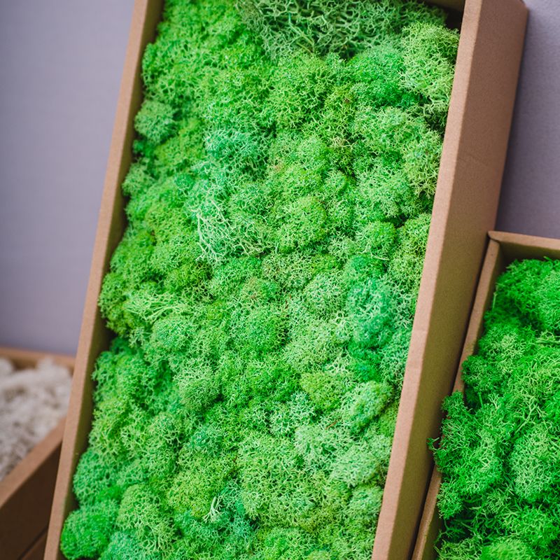 Stabilized Preserved Lichen Reindeer Moss for Decoration Flower Wall Preserved Natural Moss