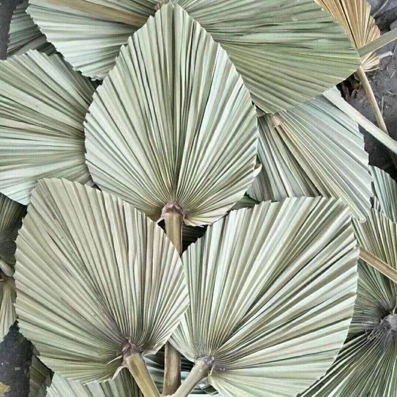 Wild Autumn Palm Tree Natural Color Dried Palm Leaves for Wedding Decoration Home Decoration