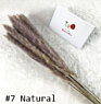 Home Decorative Flower Small Pampas Grass Dried Pampas Grass Natural Fresh Pampas Grass for Decoration