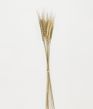 Popular Small Natural Dried Pampas Grass Bouquet for Decoration