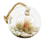 Handblown round Clear Hanging Globe Glass Ball Sphere Terrarium with Rope