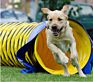 Air Duct Dog Tunnel, Sell Dog Tunnel for Training Game