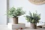 3 Pack Mini Potted Faux Greenery Artificial Plastic Eucalyptus Rosemary Plants for Home Office Desk Room Decoration