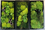 Preserved Moss