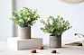 3 Pack Mini Potted Faux Greenery Artificial Plastic Eucalyptus Rosemary Plants for Home Office Desk Room Decoration