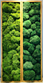 Preserved Moss