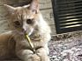 Cat Toy Cleaning Teeth Sticks Pure Natural Catnip Pet Molar Toothpaste Stick Silvervine Actinidia Fruit Matatabi Snacks Sticks